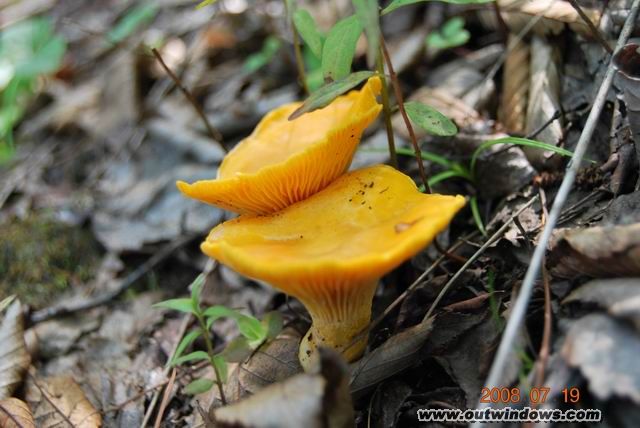 ">黄蘑菇也叫 a target="_blank" href="/item/黄粉牛肝菌/10242178"