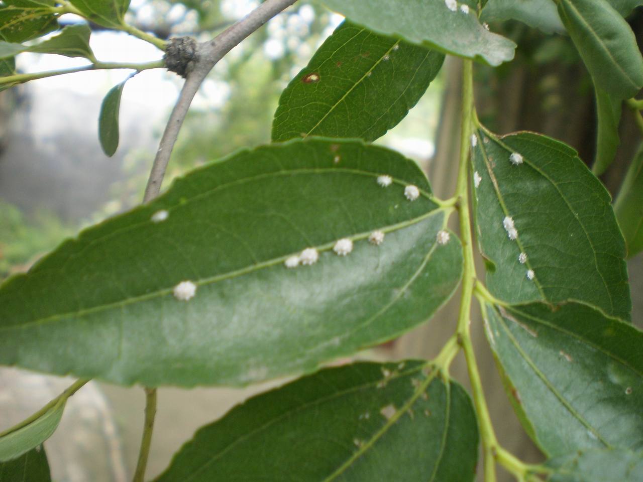  p>康氏粉蚧, i>pseudococcus comstocki /i> kuwana,为同翅目