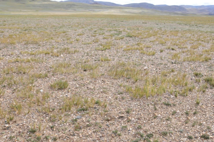  p>短花针茅(学名: i>stipa breviflora /i> griseb.