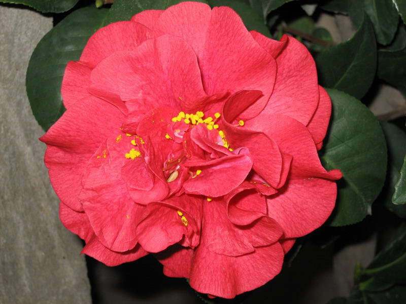  p>茶花新品种 a href="#" data-lemmaid="18470988">彩叶红露珍 /a>.