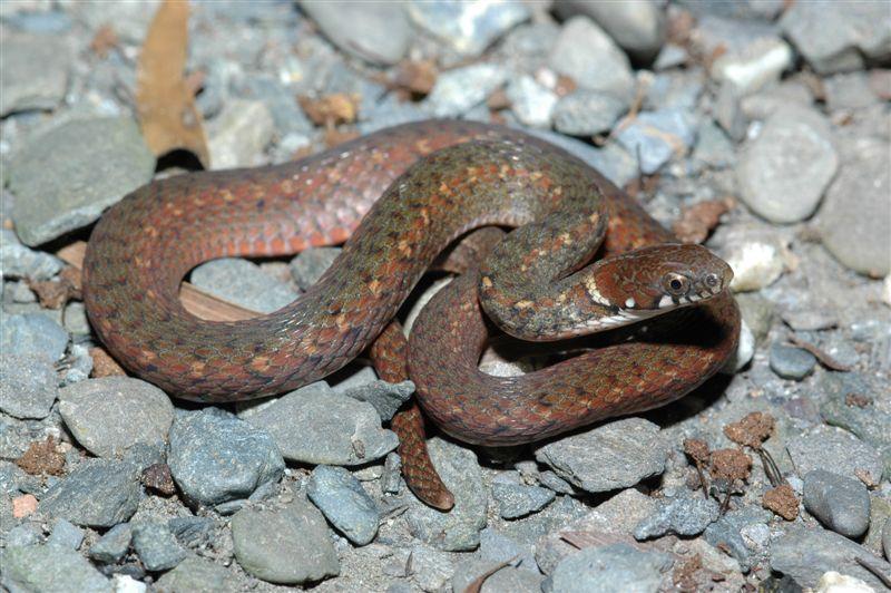  p> a href="#" data-lemmaid="10276840">棕黑腹链蛇 /a>(学名:amphi