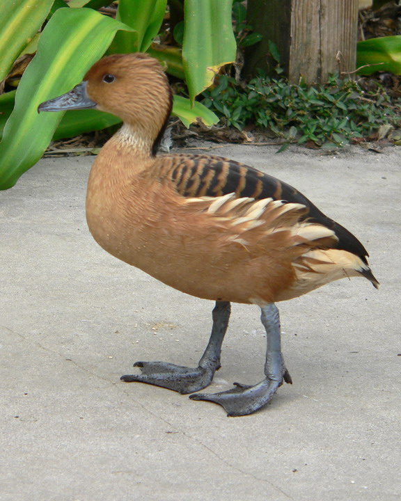  p>茶色树鸭(学名: i>dendrocygna bicolor /i>)为雁形目鸭科的 a