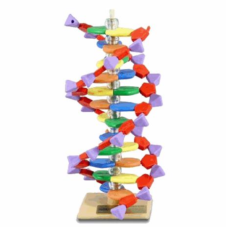 dna double helix