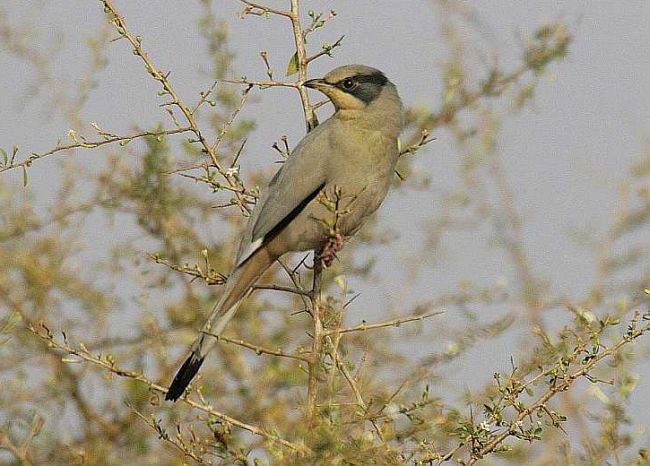  p>灰连雀(学名:hypocolius ampelinus)是鸟纲雀形目灰连雀科的仅有 a