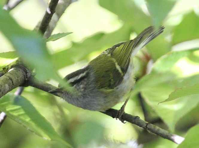  p>灰喉柳莺(学名: i>phylloscopus maculipennis /i>):体长8-10厘米