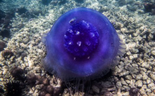  p>皇冠水母(学名: i>cephea cephea /i> ):是一种巨大的 a target="