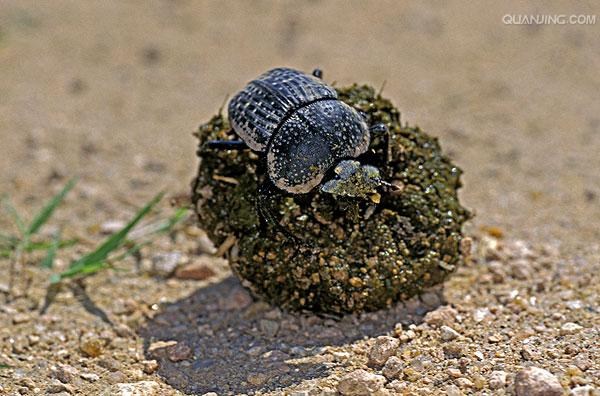  p>蜣螂(qiāng láng,英文dung beetle)俗称屎壳郎(shǐ ke làng)