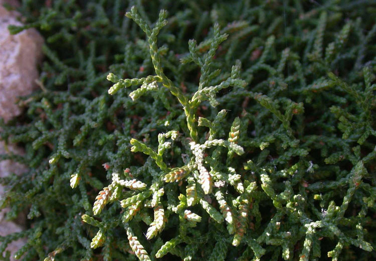 p>垫状卷柏(学名: i>selaginella pulvinata /i>  (hook.