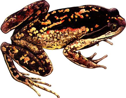  p>大花角蟾(学名: i>megophrys gigantica /i>