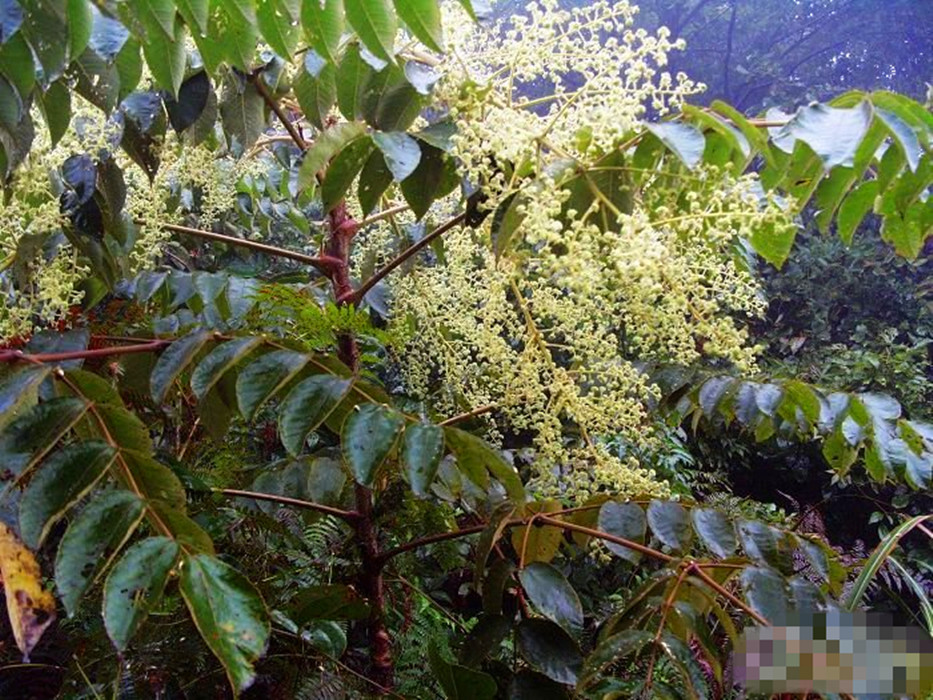 百药煎