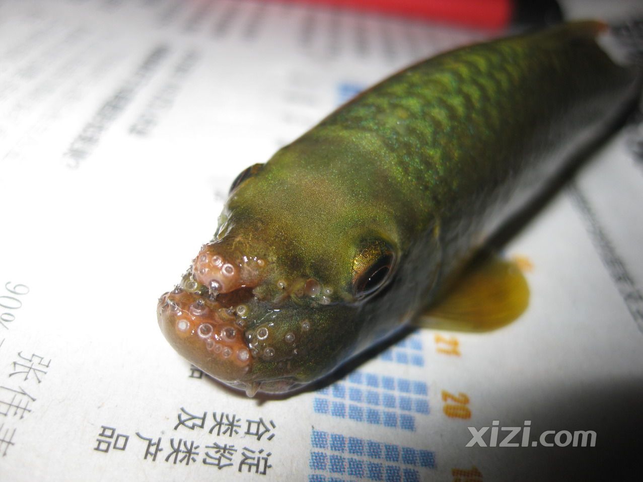  p>墨头鱼, i>garra pingi pingi  /i>(tchang, 1929) ,鲤形目, a