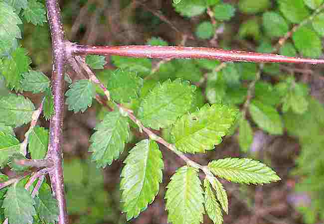 是荨麻目,榆科,刺榆属小乔木,高可达10米,树皮深灰色或褐灰色,冬芽聚