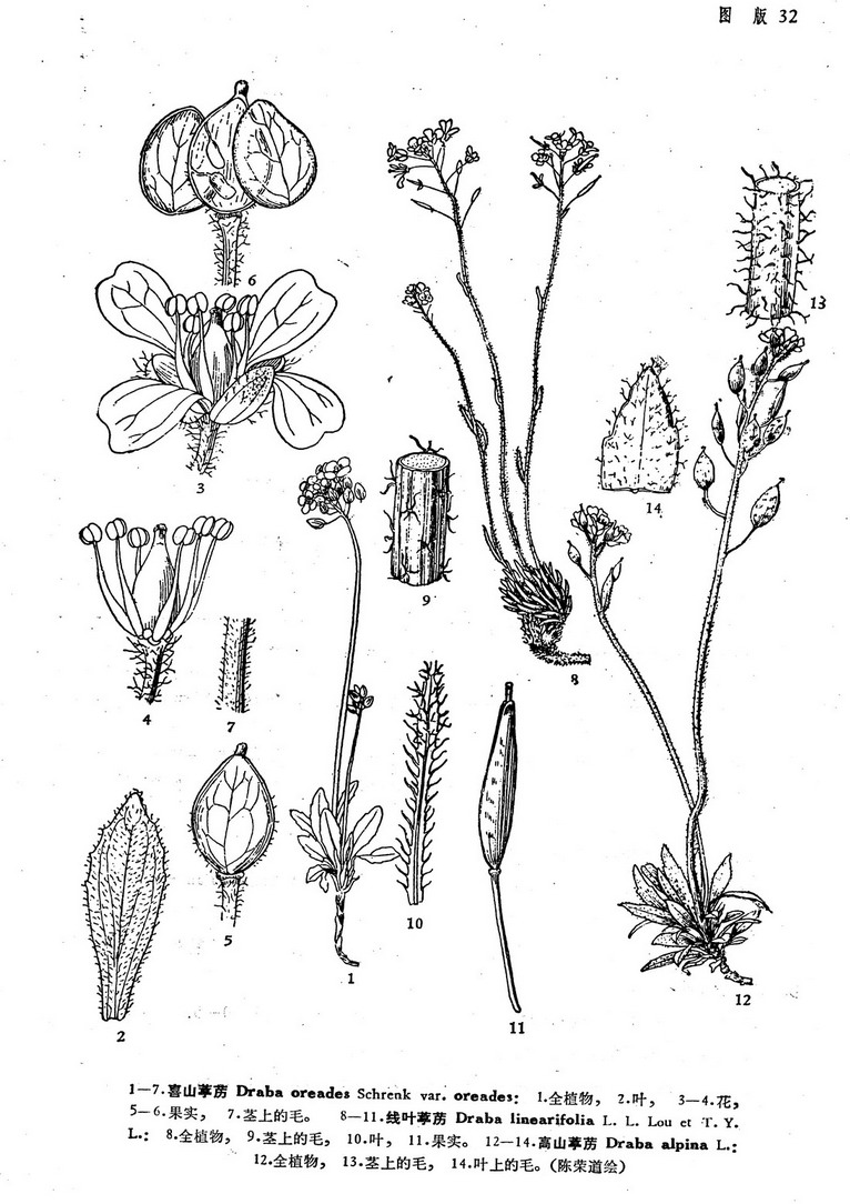  p>线叶葶苈,十字花科葶苈属 植物,多年生草本.