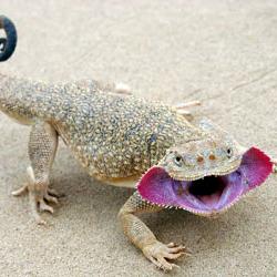  p>大耳沙蜥(学名: i>phrynocephalus mystaceus, /i>)为鬣蜥科沙蜥属