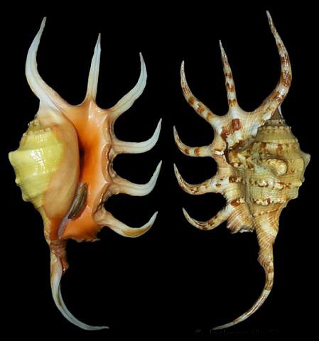  p>金黄蜘蛛螺(学名: i>lambis crocata /i>):成贝长70 - 205毫米.