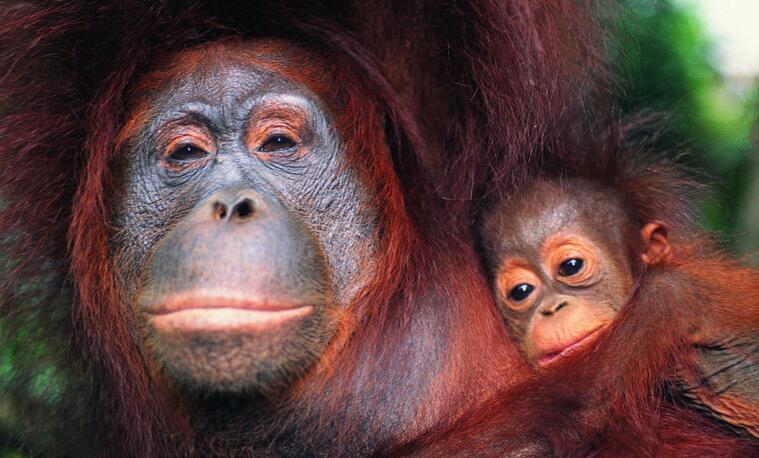  p>白脸狐尾猴, a href="#" data-lemmaid="1970436">卷尾猴科 /a>