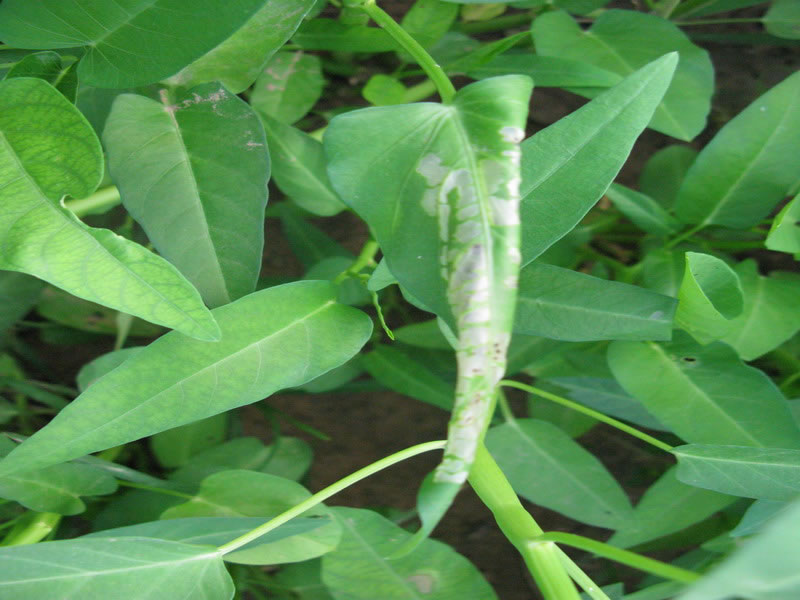  p data-id="go14r16ju9">昆虫名,为鳞翅目,麦蛾科.