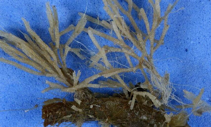 bazzania yoshinagana