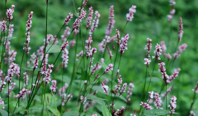  p>愉悦蓼,是 a data-lemmaid="10130404">蓼属 /a>野生植物,生于山坡