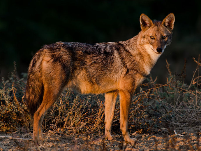  p>金豺斯里兰卡亚种是金豺的亚种之一,体型中等,匀称,四肢修长,趾行