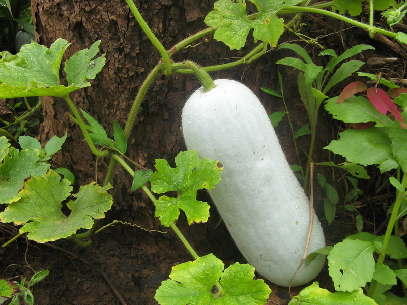 冬瓜