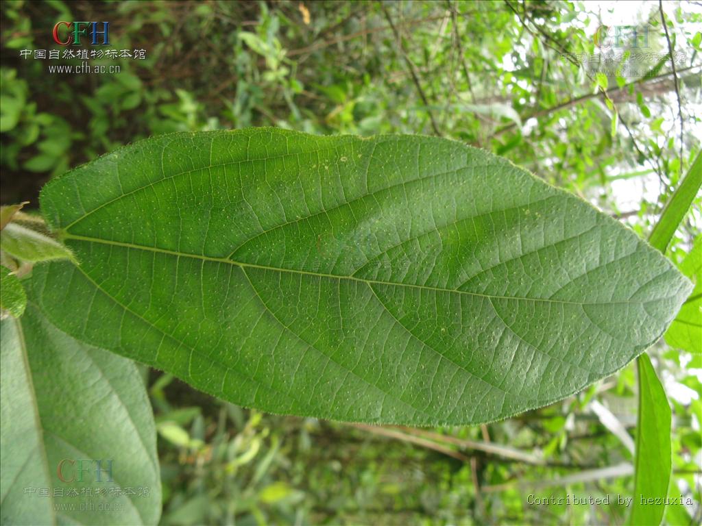  p>粗叶榕(学名: i>ficus hirta /i> vahl)是桑科,榕属植物.