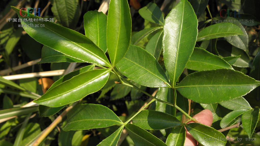  p>异叶花椒,学名:zanthoxylum ovalifolium wight.