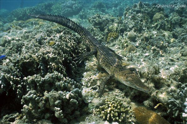  p>湾鳄(学名: i>crocodylus porosus /i>)是鳄科,鳄属的一种鳄鱼.