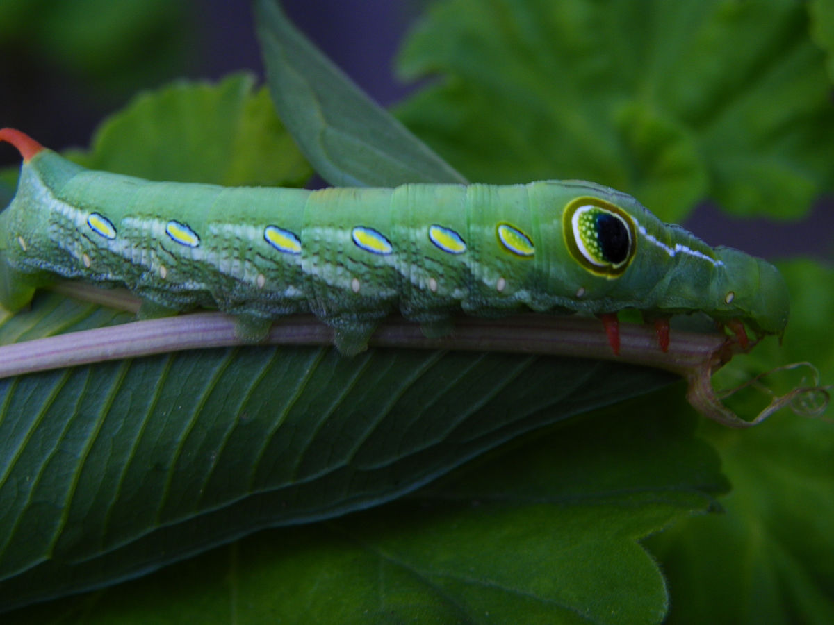 (linnaeus, 1758是 a target="_blank" href="/item/天蛾科/10677611"