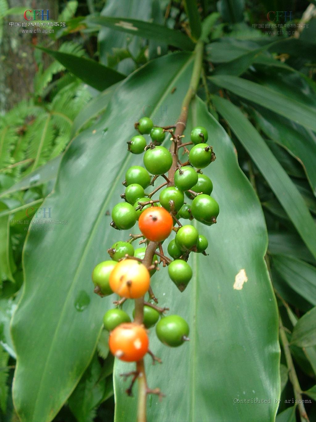  p>华山姜( a href="#" data-lemmaid="8074290">学名 /a>: i>alpinia