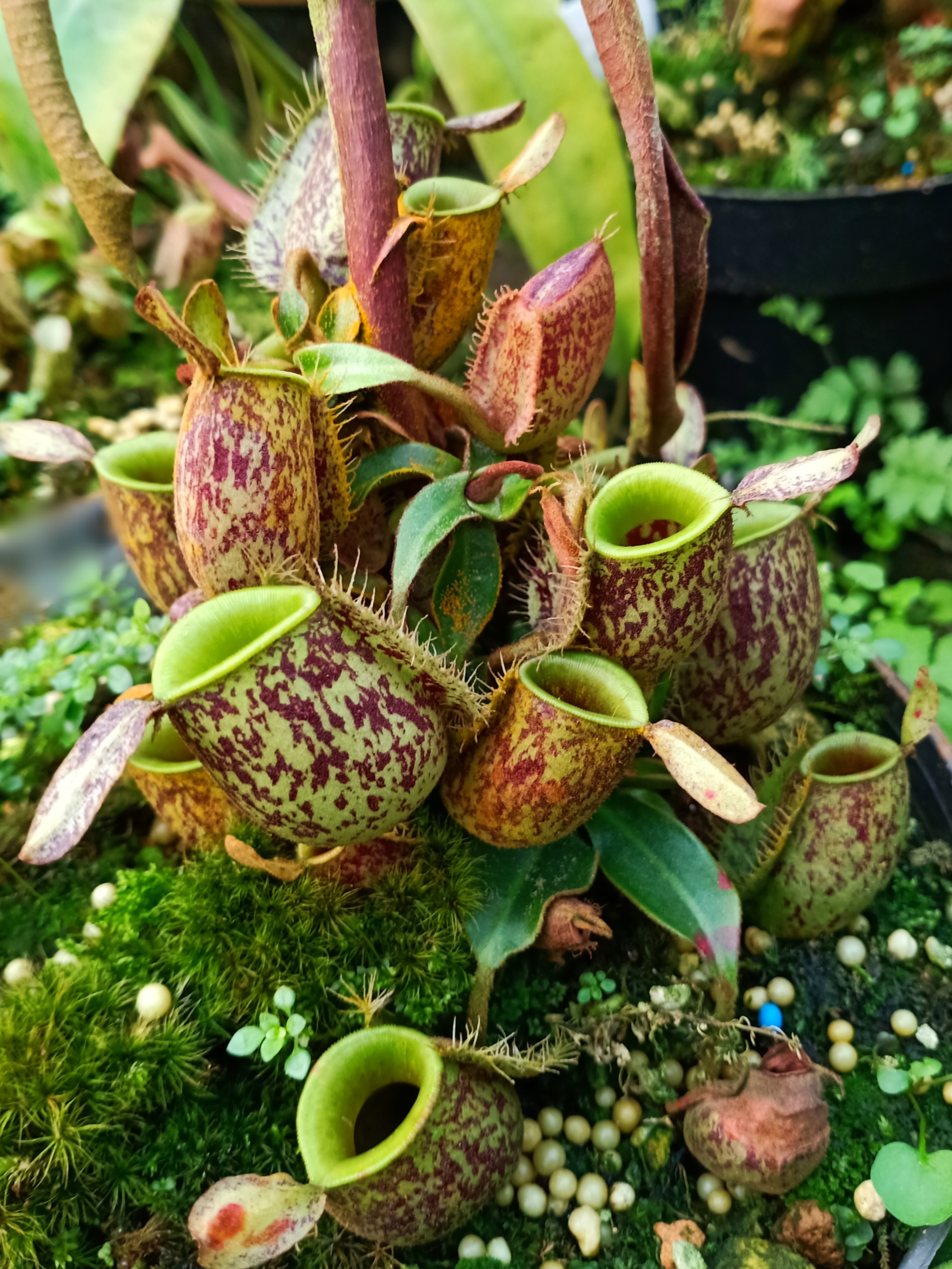  p>苹果猪笼草(n.