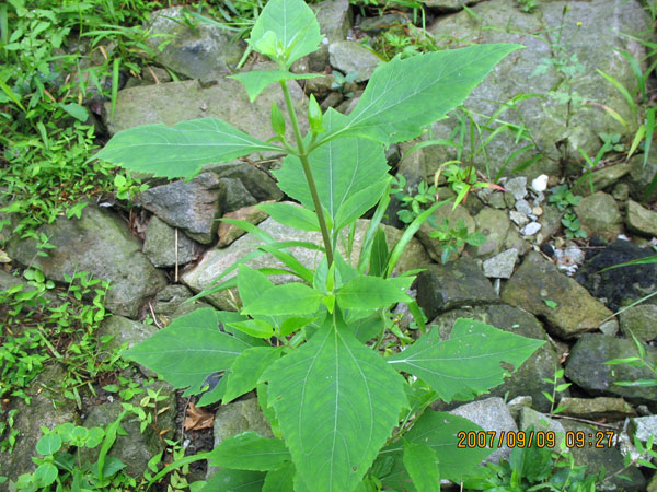 禾草黑孢霉叶斑病