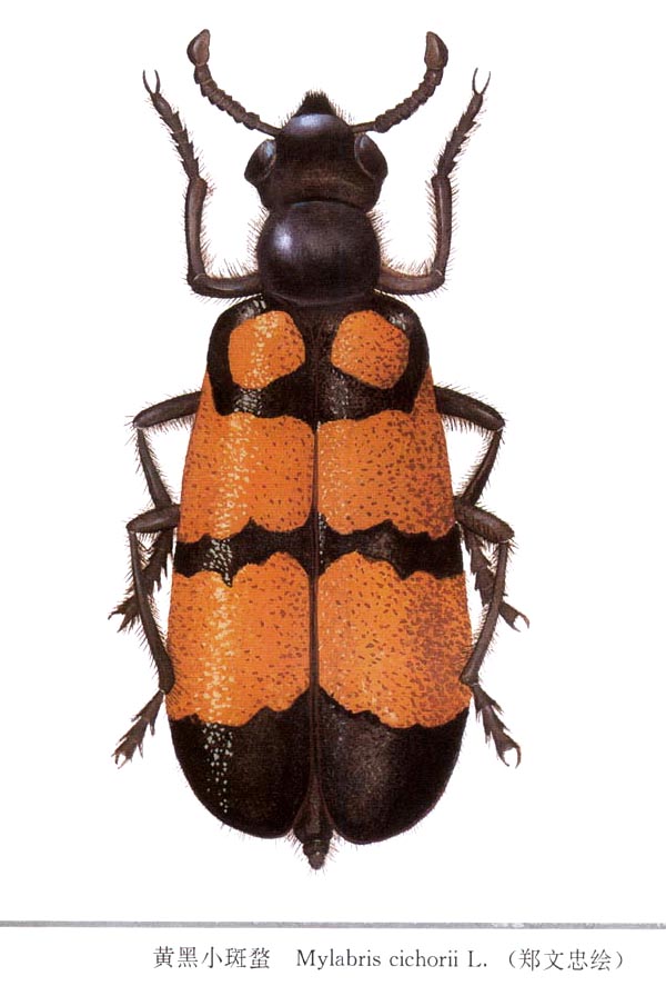 epicauta apicipennis tan.