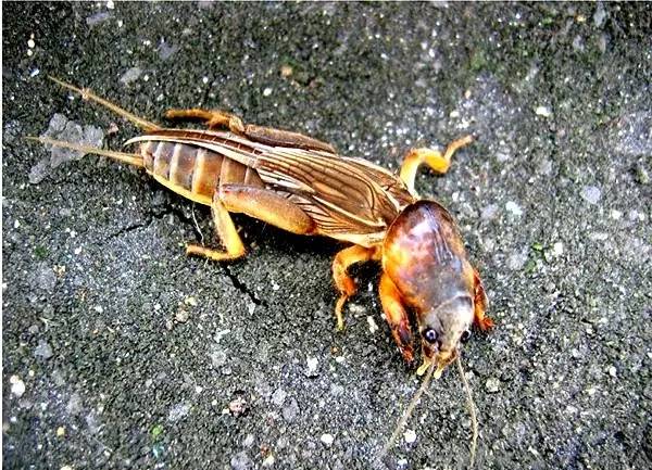  p data-id="gnzrin3u5s">蛄,通常指蝼蛄,成虫体长30～35mm,灰褐色