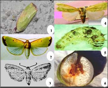  p>鼎点金刚钻,昆虫名,为鳞翅目,夜蛾科.