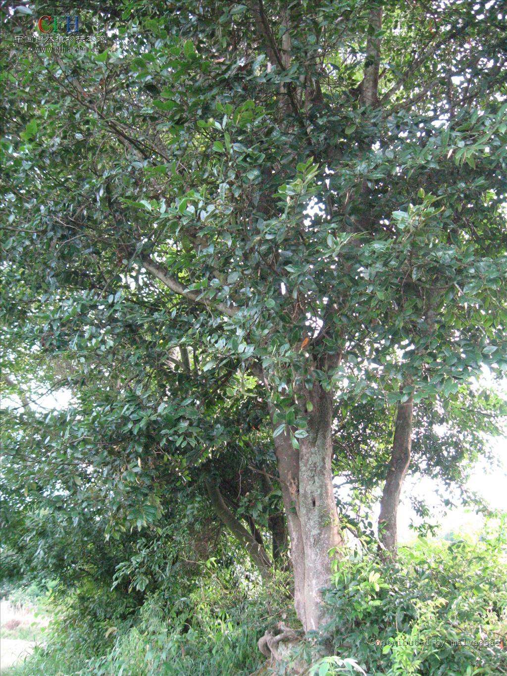 ">蚊母 /a>, a href="#" data-lemmaid="5028546">蚊子树 /a>,中华蚊