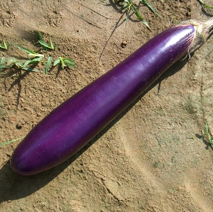 紫长茄