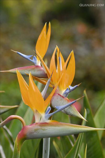  p>鹤望兰( i>strelitzia reginae /i> aiton)芭蕉科鹤望兰亚科 a