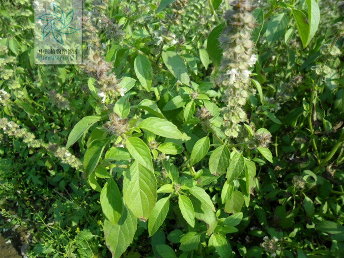  p>疏柔毛罗勒(学名: i>ocimum basilicum /i> var.