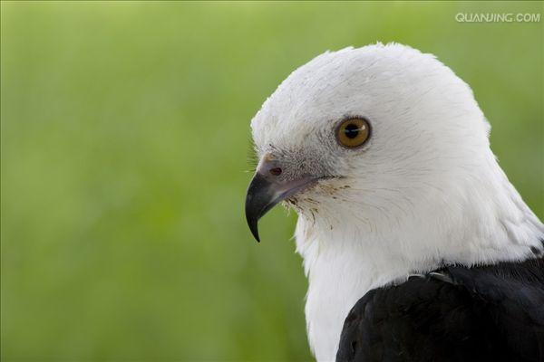  p>燕尾鸢(学名: i>elanoides forficatus /i>)为鹰科的 a href="#"