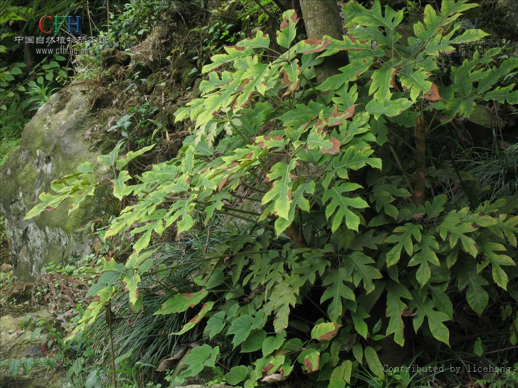  p>穗序鹅掌柴(学名: i>schefflera delavayi /i> (franch.