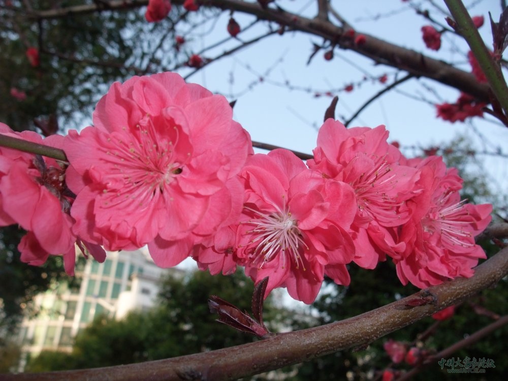 persica f. camelliaeflora