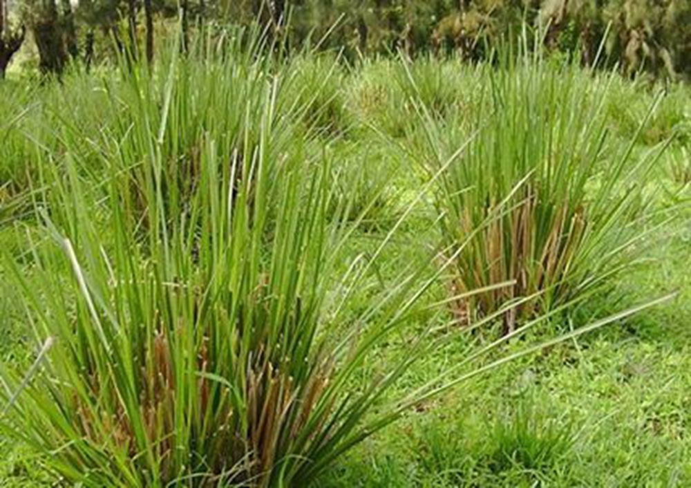 nash )是禾本科,香根草属多年生粗壮 a href="#">草本 /a>植物.