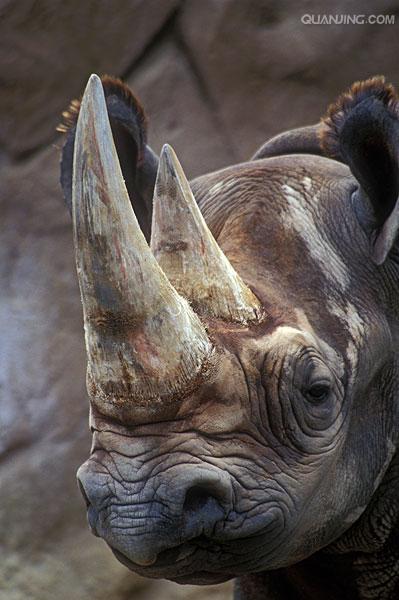 hook-lipped rhinoceros