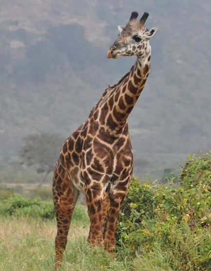 长颈鹿马赛亚种