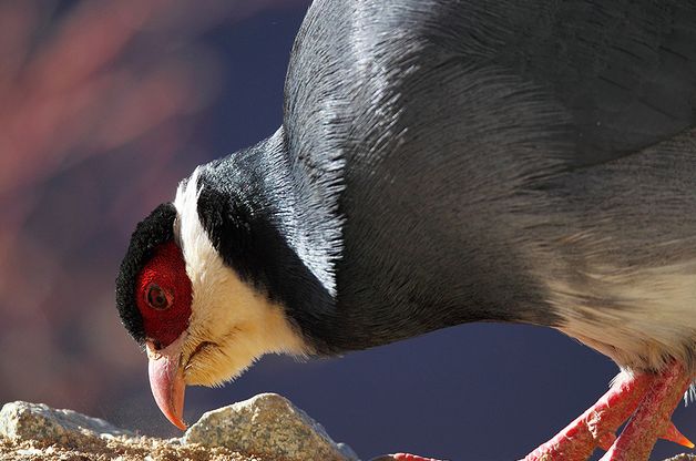  p>藏马鸡(学名: i>crossoptilon harmani /i>)也叫 a target="_blank