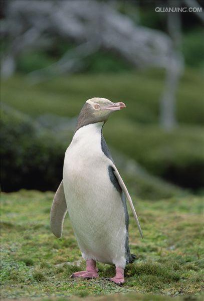  p>黄眼企鹅(学名: i>megadyptes antipodes /i>):属鸟纲,企鹅科,黄眼