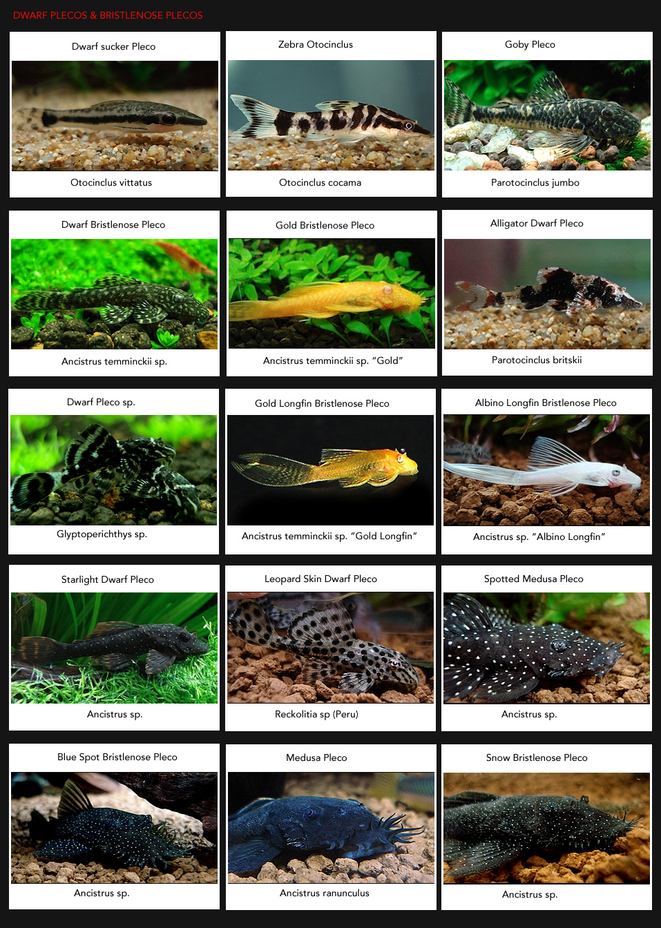 异型鱼中文国际编号