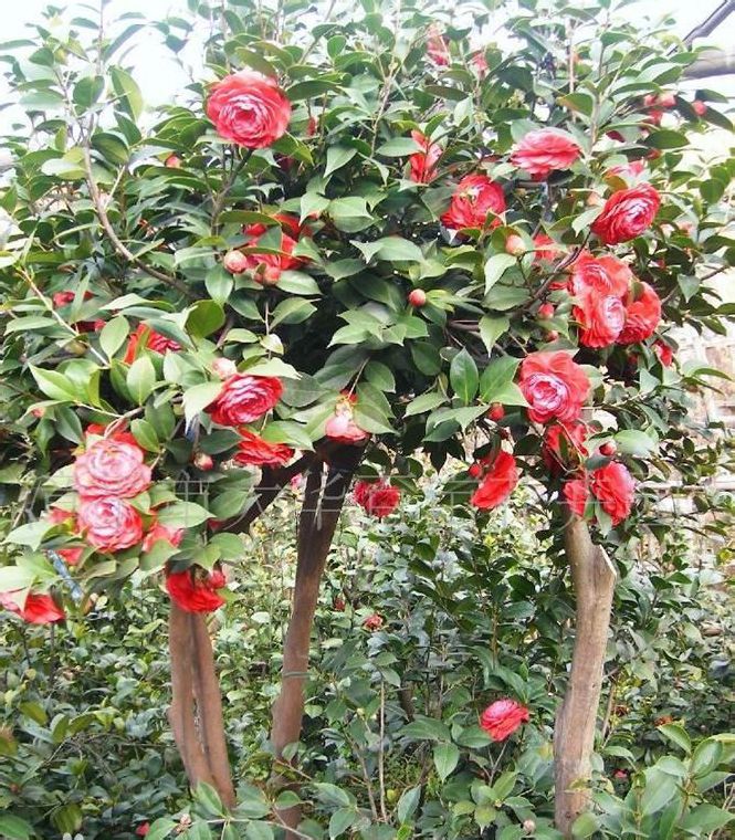  p>赤丹:是 a target="_blank" href="/item/茶花/315158" data-lemma