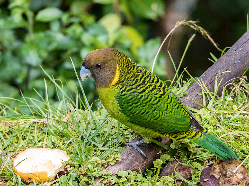  p> b>虎斑鹦鹉 /b>属包括4个种14个 a target="_blank" href="/item